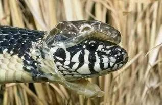 长生蛇在线观看,穿越时空的神秘之旅 第1张 长生蛇在线观看,穿越时空的神秘之旅 第1张