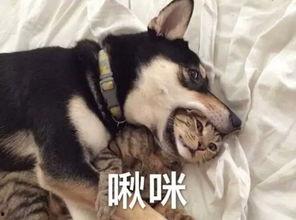 二狗爆料秋莎视频,秋莎视频内容大揭秘 第1张 二狗爆料秋莎视频,秋莎视频内容大揭秘 第1张